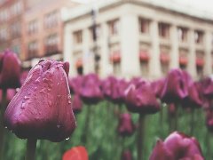 How to spend the last weekend in March